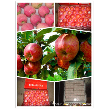 2015 Chinese Exporting Standard Red Star Apple